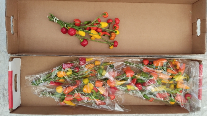 <h4>Capsicum per stem</h4>