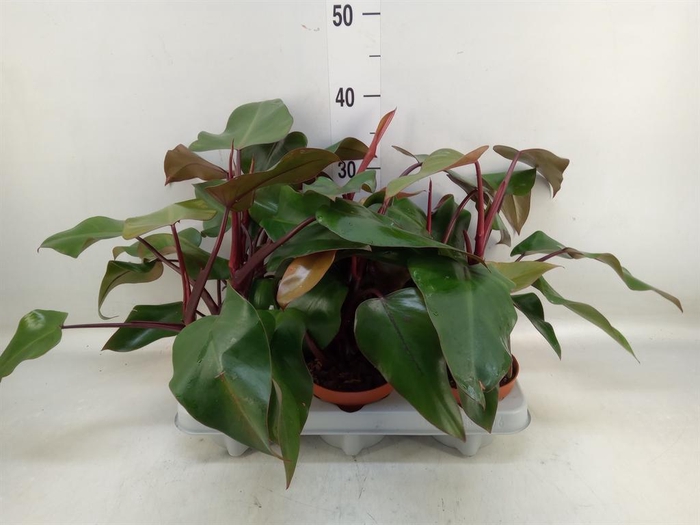 <h4>Philodendron ...</h4>