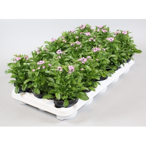 Myosotis Mon Amie Rose