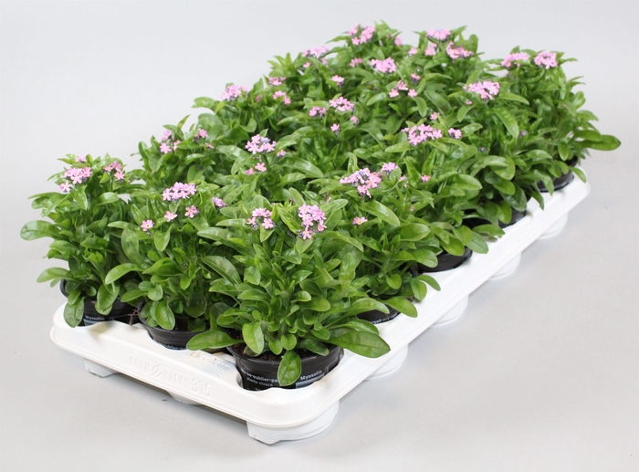 <h4>Myosotis Mon Amie Rose</h4>