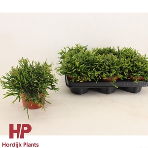Rhipsalis ewaldiana 12cm