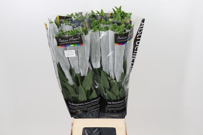 <h4>Alstroemeria Florinca Charmelia Pink</h4>