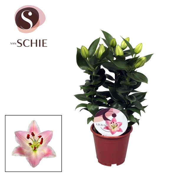 <h4>Lilium Souvenir 13cm</h4>