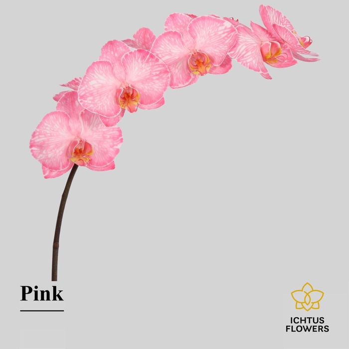 <h4>Phalaenopsis</h4>