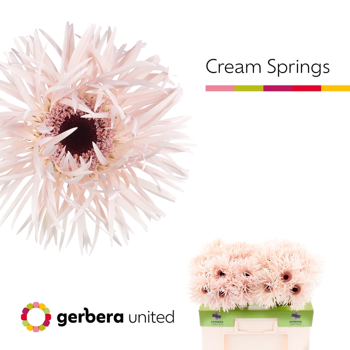 <h4>Gerbera Spider Cream Springs Water</h4>