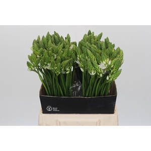 Ornithogalum Mount Fuji