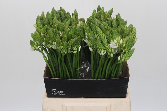 Ornithogalum Mount Fuji