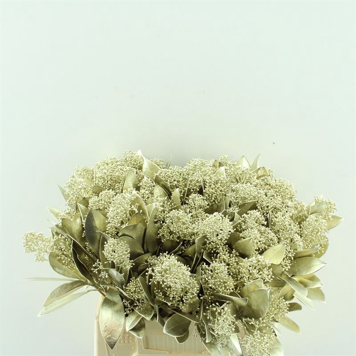 <h4>Skimmia Rubella Geverfd</h4>