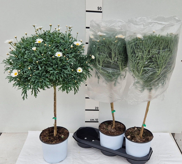 <h4>ARG STELLA 2000</h4>