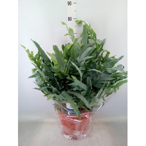 Phlebodium aureum 'Blue Star'