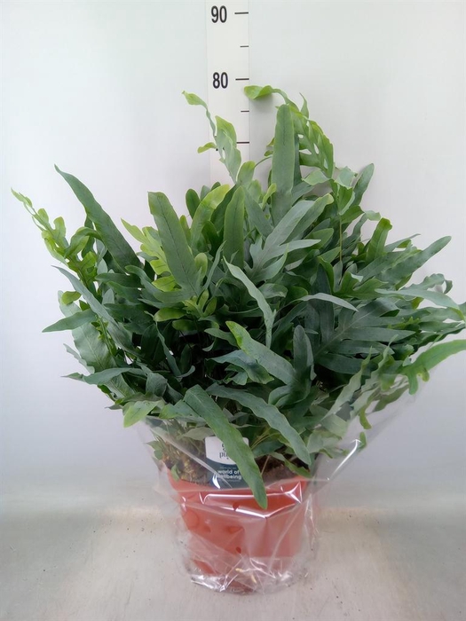 <h4>Phlebodium aureum 'Blue Star'</h4>