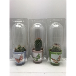 367Butterfly pot soloblister cac 6,5 cm