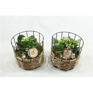 3120 MAND REK INDOOR