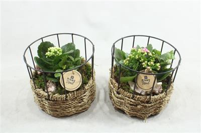 <h4>3120 MAND REK INDOOR</h4>