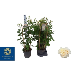 ROSA FL CHARM SELECT