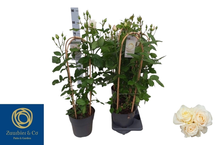 <h4>ROSA FL CHARM SELECT</h4>