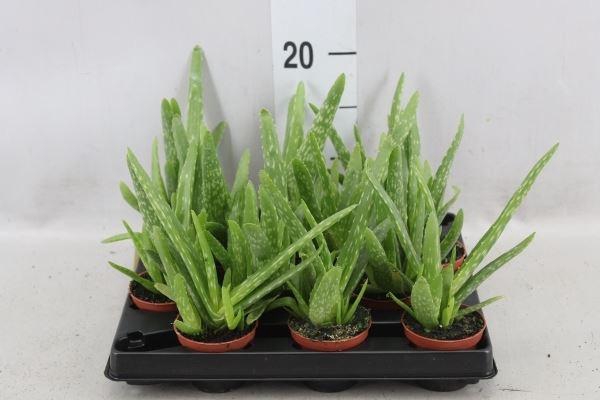<h4>Aloe vera</h4>