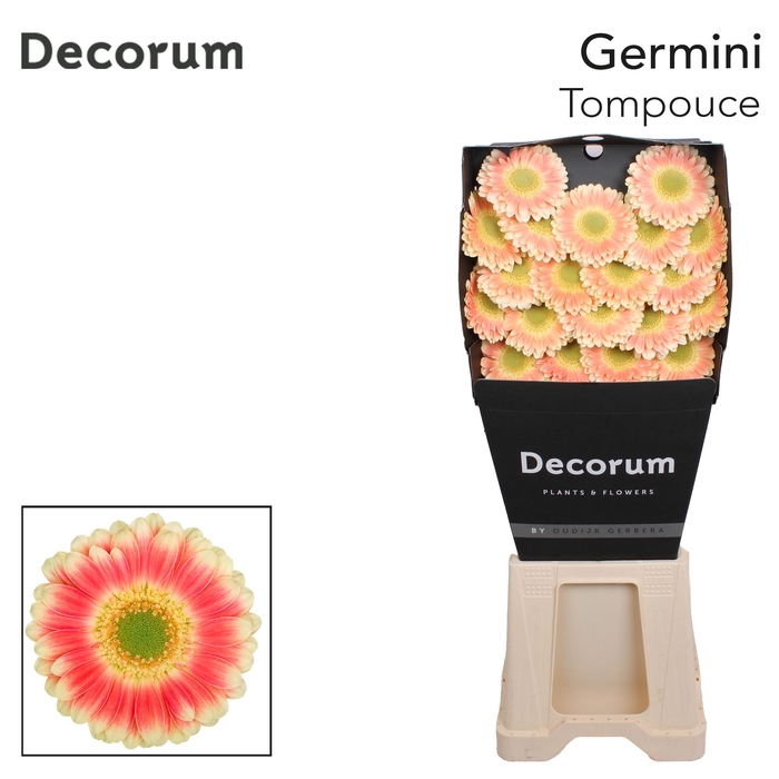 <h4>Germini Tompouce Diamond</h4>