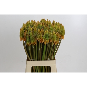 Kniphofia Eycone Peach