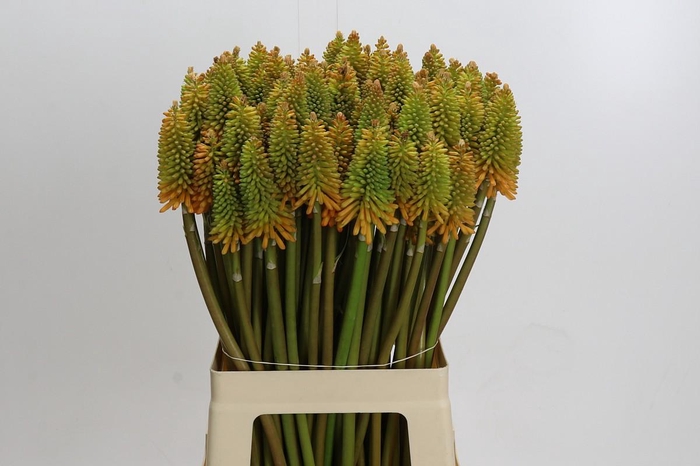 <h4>Kniphofia Eycone Peach</h4>