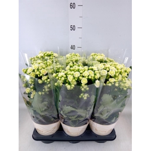 Kalanchoe  'Sunny White'