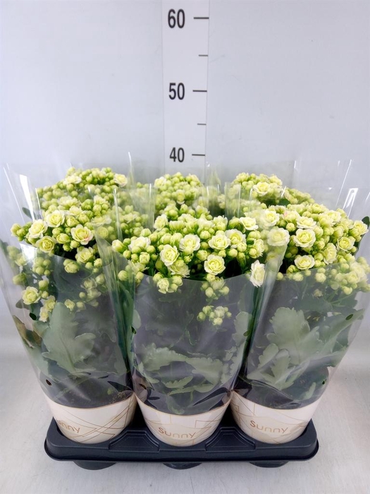 <h4>Kalanchoe  'Sunny White'</h4>
