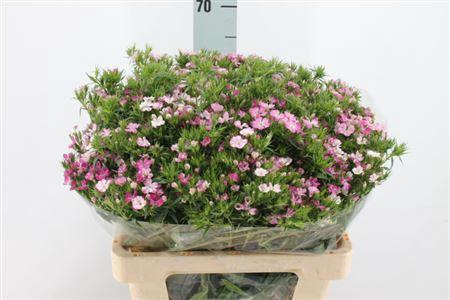 <h4>Di Barb Neon Rose Magic X50</h4>