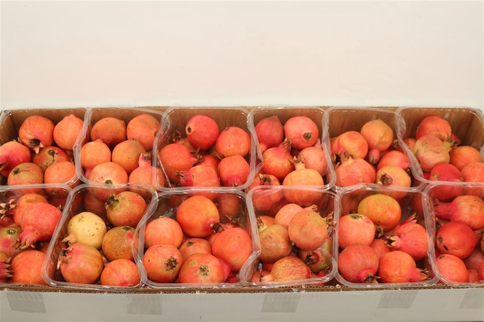 <h4>Sier Granaatappel Red X10 P Box</h4>