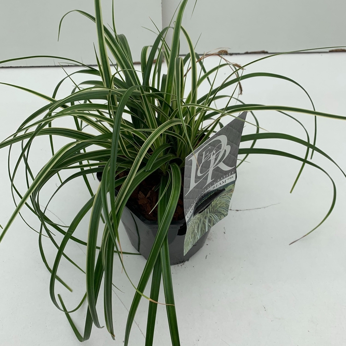 <h4>Carex 'Evercream'</h4>