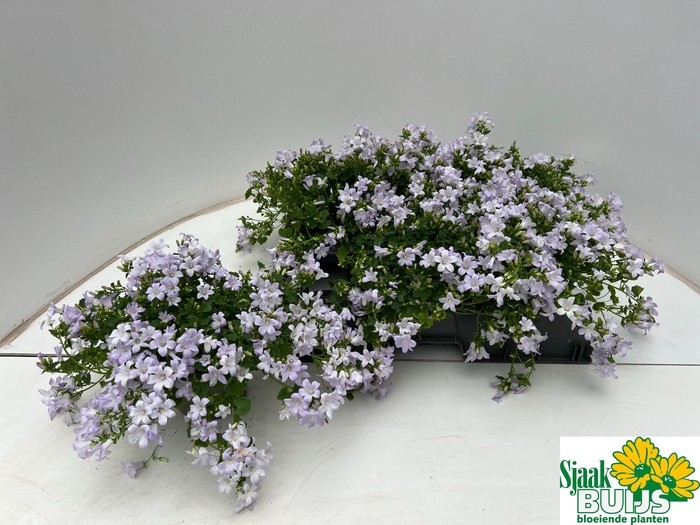 <h4>CAMP POR KANE</h4>