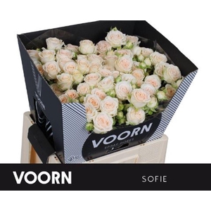 Rosa spray sofie
