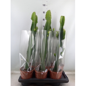 Euphorbia acrurensis