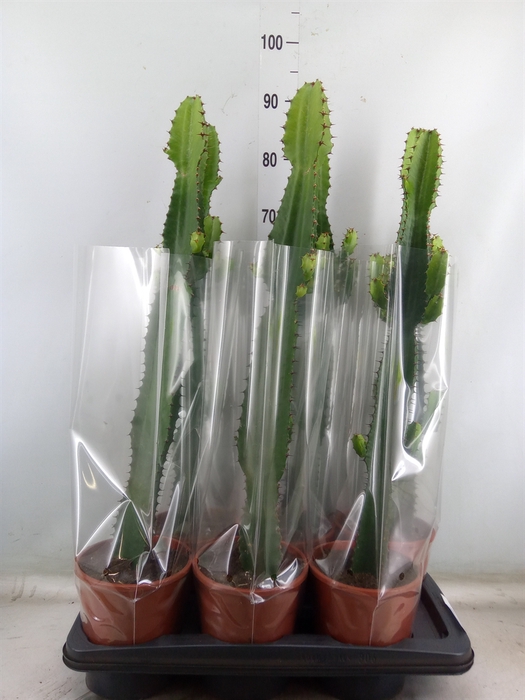 <h4>Euphorbia acrurensis</h4>