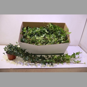 Hed He Shamrock Lange Rank