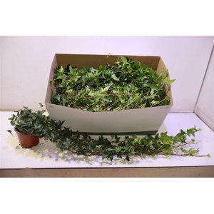 arr8 Hed He Shamrock Lange Rank