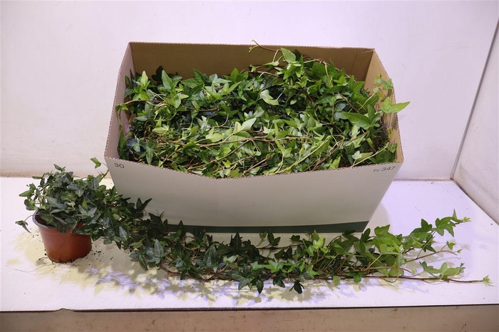 <h4>arr8 Hed He Shamrock Lange Rank</h4>