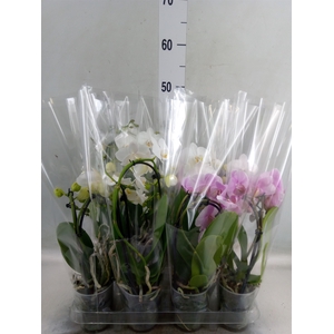 Phalaenopsis  'Elegant Cascade'