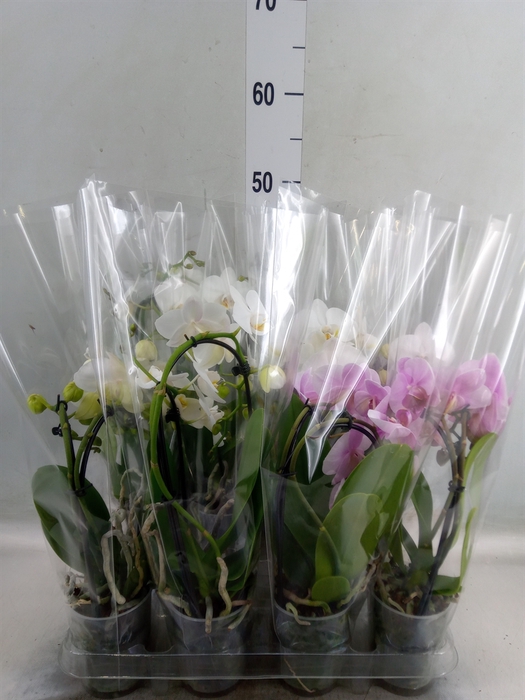 <h4>Phalaenopsis  'Elegant Cascade'</h4>