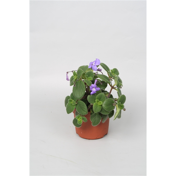 <h4>Streptocarpus saxorum p 10,5</h4>