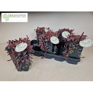 SENEC H PURPLE FLUSH