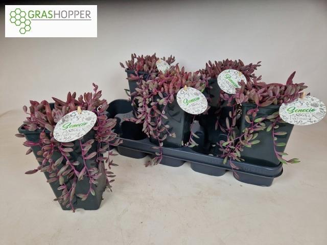<h4>SENEC H PURPLE FLUSH</h4>