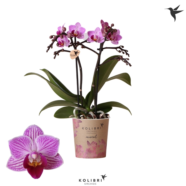 <h4>Kolibri Orchids Phalaenopsis Scotland 2 spike</h4>