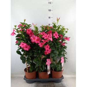 Mandevilla sand. 'SumStar Pink'