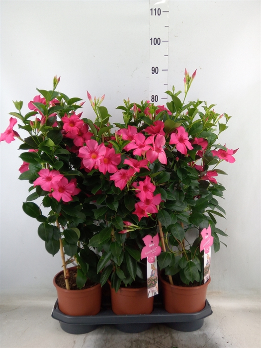<h4>Mandevilla sand. 'SumStar Pink'</h4>