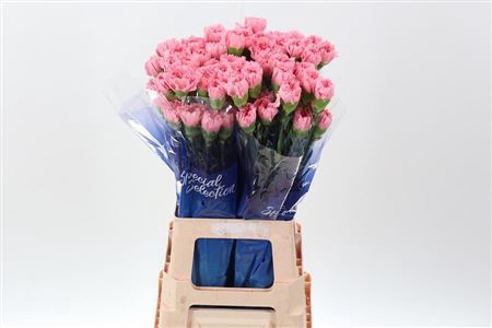 <h4>Di St Pink Cute</h4>