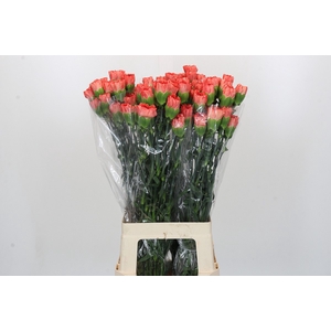 Dianthus St Arno