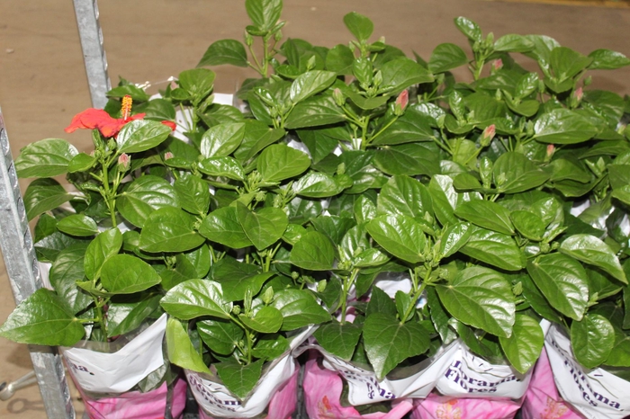 <h4>HIBISQS P17</h4>