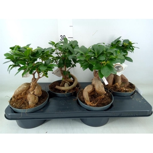 Ficus microcarpa 'Ginseng'