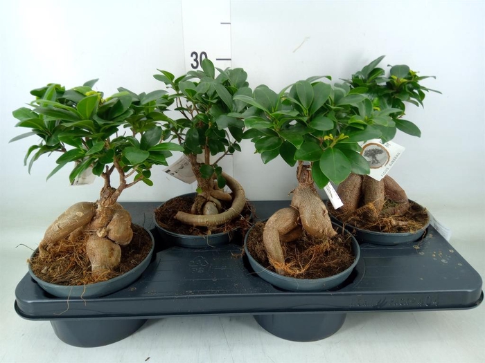 <h4>Ficus microcarpa 'Ginseng'</h4>