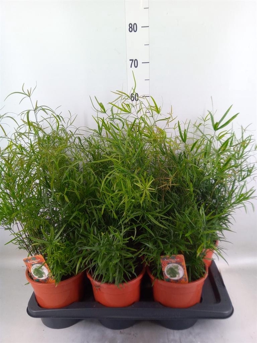 <h4>Asparagus falcatus</h4>